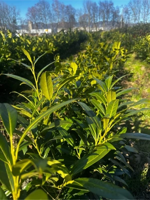 Kirschlorbeer Hecke 160 200 cm   sofort blickdicht | Feldware Top Qualität Bild 3