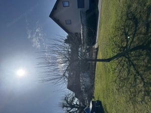 Apfelbaum gratis zum ausgraben 