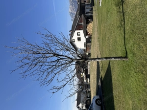 Kirschbaum zu verschenken Bild 2