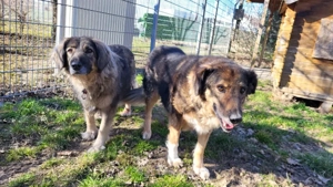 Benno - NOTFALL Österreich Bild 4