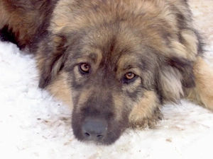 Tessa - NOTFALL Österreich Bild 3