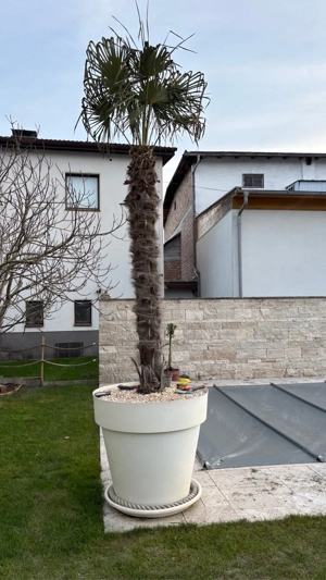 2 Winterfeste Palmen Bild 4