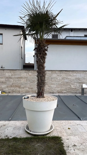 2 Winterfeste Palmen Bild 2