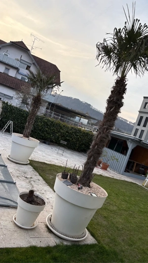 2 Winterfeste Palmen Bild 3