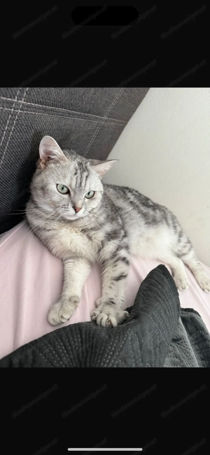 BKH Katze 2 Jahre alt Bild 2