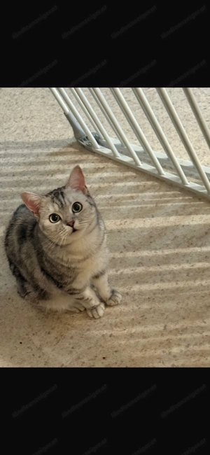 BKH Katze 2 Jahre alt Bild 3