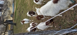 Burenziegen zu verkaufen Bild 5