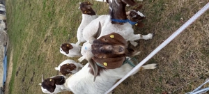 Burenziegen zu verkaufen Bild 4