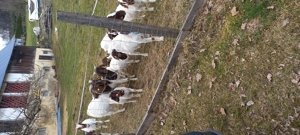 Burenziegen zu verkaufen Bild 2