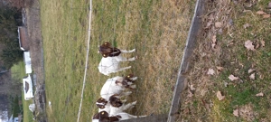 Burenziegen zu verkaufen Bild 3