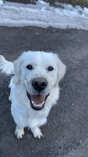 Suche Spiel- und Spazierfreund in Bild 3