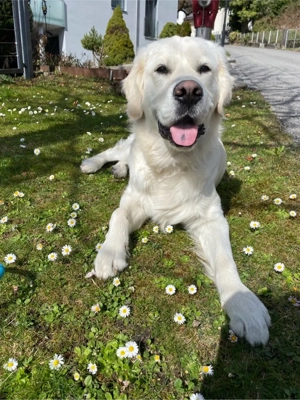 Suche Spiel- und Spazierfreund in Bild 4