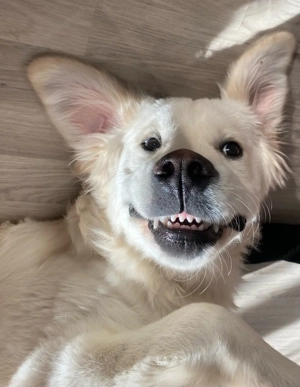 Suche Spiel- und Spazierfreund in Bild 2