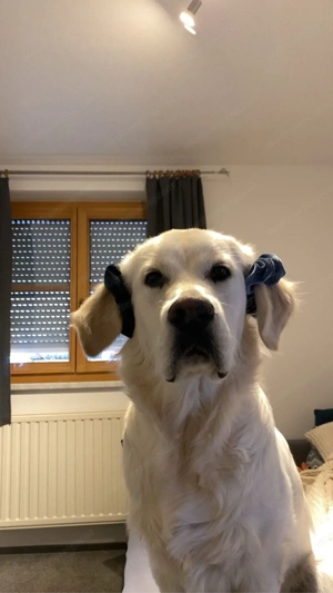 Suche Spiel- und Spazierfreund in