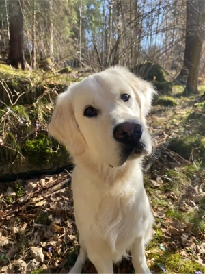 Suche Spiel- und Spazierfreund in Bild 5