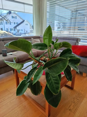 Hausblume: Philodendron Bild 2