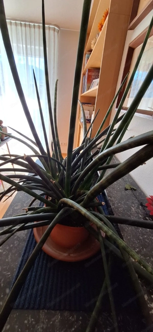 Bogenhanf Sansevieria Bild 2