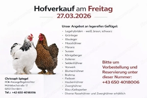 Hühner Hennen Geflügel  Bild 4