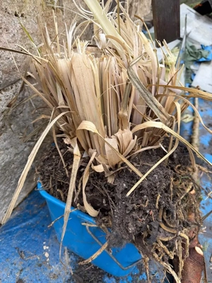  Gräser zu verkaufen Bild 2