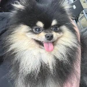  Pomeranian Boo Zwergspitz reinrassig