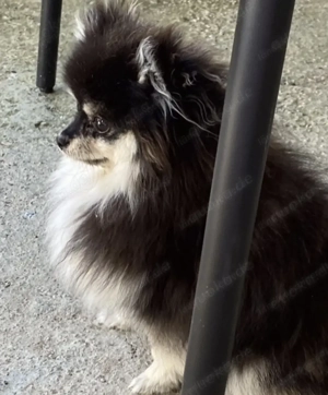  Pomeranian Boo Zwergspitz reinrassig Bild 2