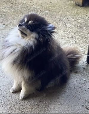  Pomeranian Boo Zwergspitz reinrassig Bild 3
