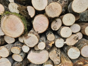 Brennholz Esche 50cm abgelängt Bild 2