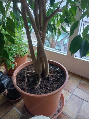 Benjamin gummibaum Baum  Bild 3