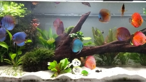 700L Aquarium 200x60x60 mit Unterschrank und Beleuchtung Bild 2