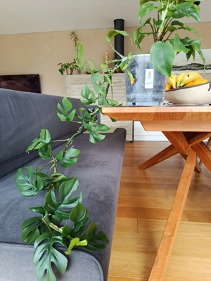 Blumenstock zum verkaufen  Bild 2