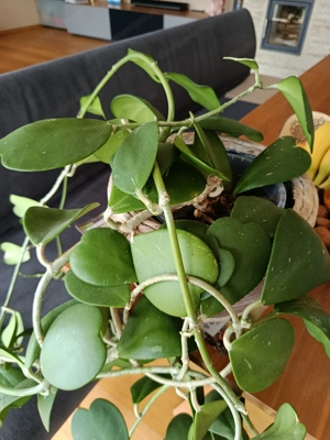 Blumen zum verkaufen  Bild 2