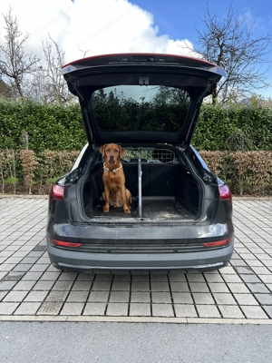 Kofferraum Audi sportback e-tron & Q8 e-tron Hundegitter & Trenngitter Bild 3