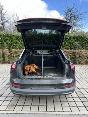 Kofferraum Audi sportback e-tron & Q8 e-tron Hundegitter & Trenngitter Bild 2