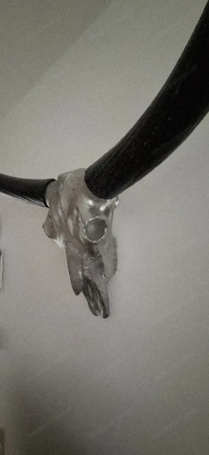 Stierschädel Bild 2