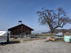 Offenstallplatz zu vergeben  Bild 2