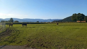 Offenstallplatz zu vergeben  Bild 8