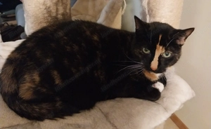 Wir suchen ein kleines Haus im Raum Bludenz  Bild 2