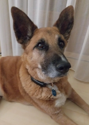 Wir suchen ein kleines Haus im Raum Bludenz  Bild 3