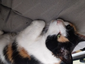 Wir suchen ein kleines Haus im Raum Bludenz  Bild 4