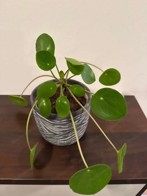 Zimmerpflanze Bild 2