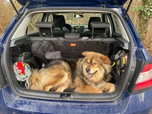 Zuverlässige & liebevolle Hundebetreuung Bild 9