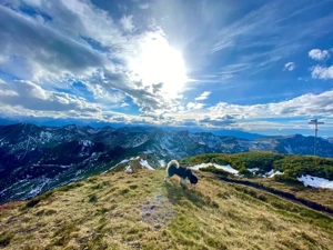 Zuverlässige & liebevolle Hundebetreuung Bild 6