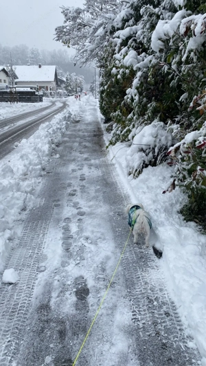 Zuverlässige & liebevolle Hundebetreuung Bild 10