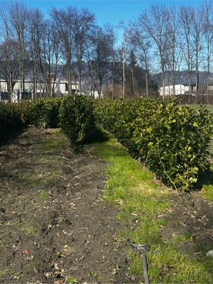 Kirschlorbeer Heckenpflanzen 100  150 cm   immergrüne Sichtschutzhecke Bild 3