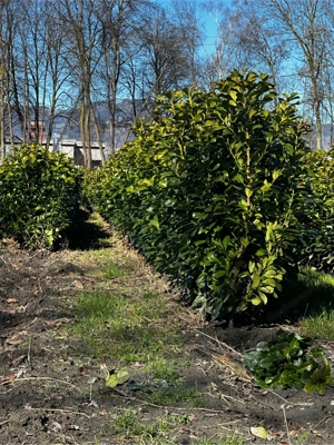 Kirschlorbeer Heckenpflanzen 100  150 cm   immergrüne Sichtschutzhecke Bild 4
