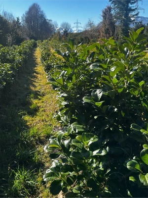 Kirschlorbeer Heckenpflanzen 100  150 cm   immergrüne Sichtschutzhecke Bild 2