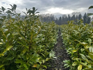 Kirschlorbeer Paket für ca. 10 m Hecke   Sichtschutz Bild 5