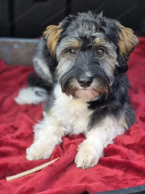 Hundesitting in Feldkirch Bild 2