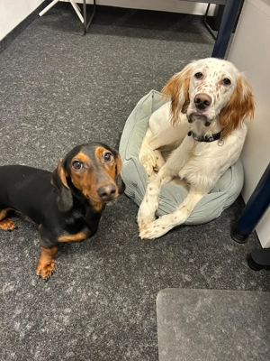 Hundesitting in Feldkirch Bild 4