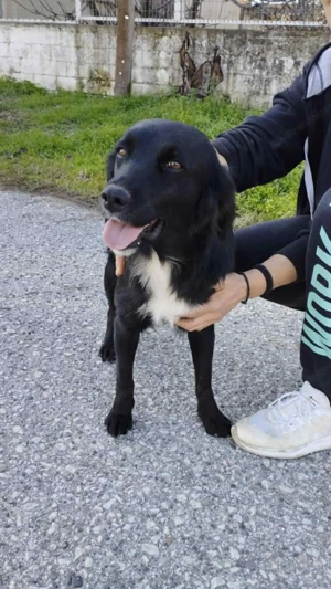 Hundesitting in Feldkirch Bild 3